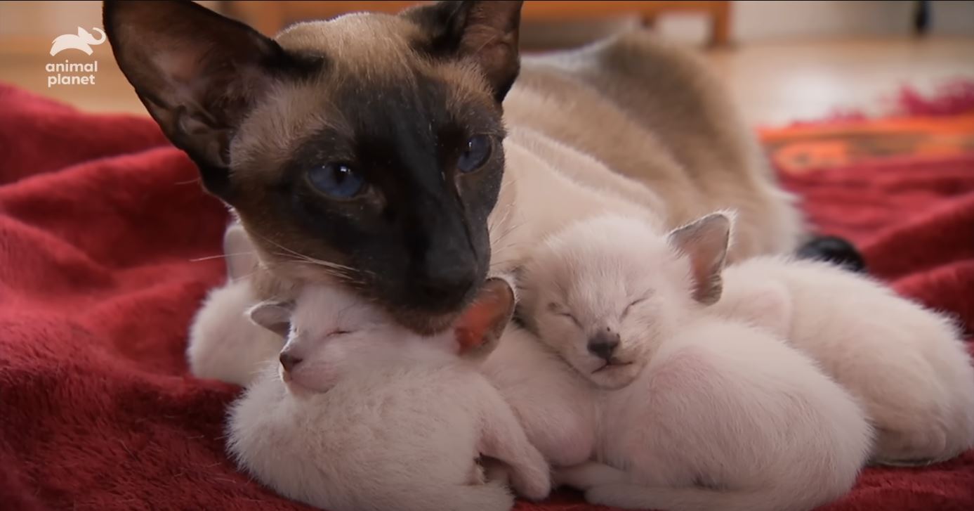 Unbreakable Bonds: A Mother Cat’s Unyielding Love and Her Son’s Inspiring Journey