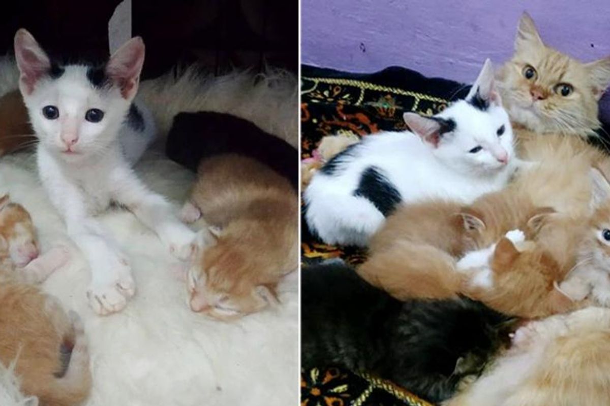 A Tiny Orphaned Kitten Sneaked into a Nest Full of Other Kittens, Determined to Become Part of Their Loving Family