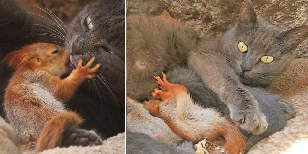 Unlikely Love: Feline Mama Adopts Orphaned Squirrel Babies, Creating One Big Fur-Filled Family!