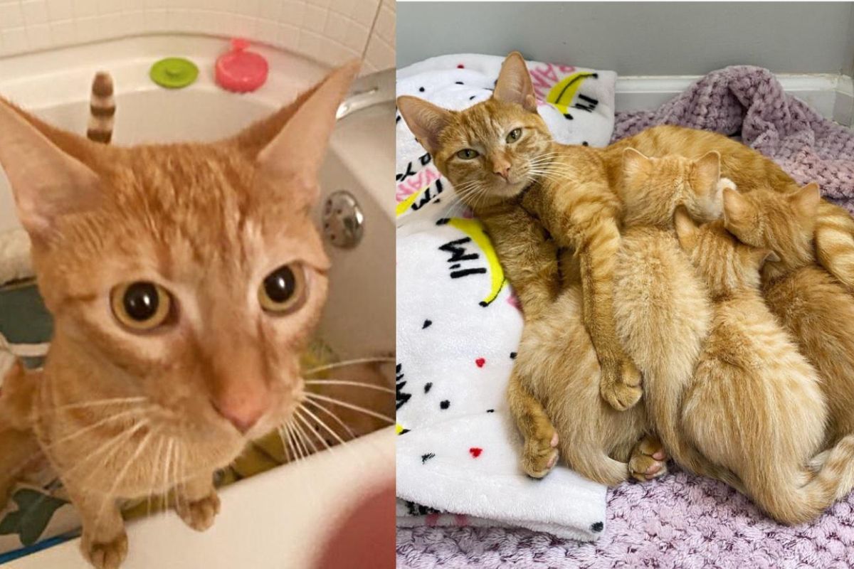 Heartwarming Rescue: Mother Cat and Her Kittens Found in Abandoned Basement