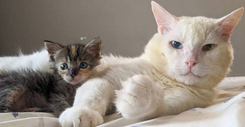 Abandoned Cat Overcomes Antisocial Behavior Through Playful Encounters with a Tiny Kitten