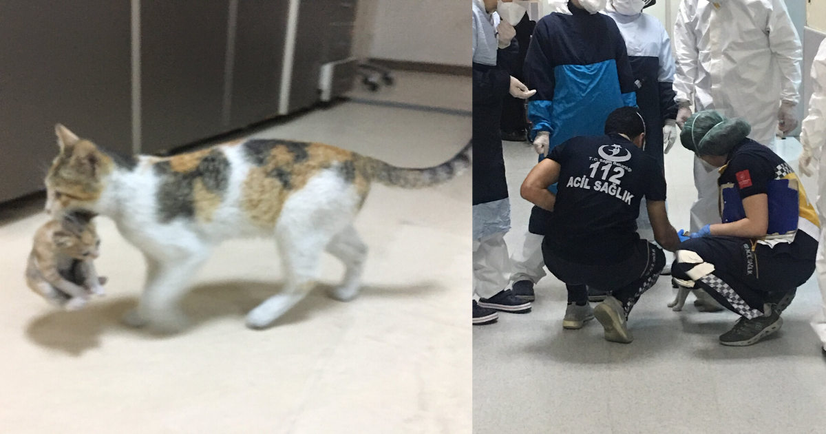 Stray Cat Brings Her Kitten to the Hospital for Help