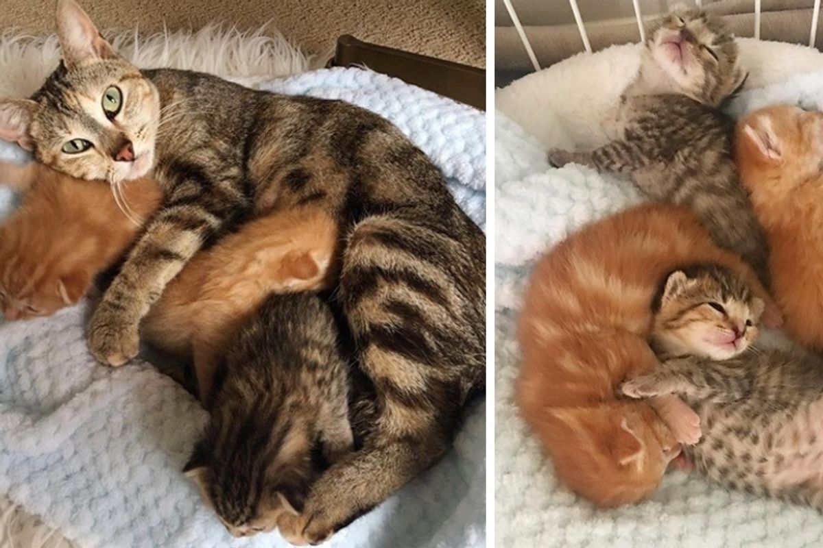 Miraculous Reunion: Mother Cat Finds Her Lost Kittens at Shelter!