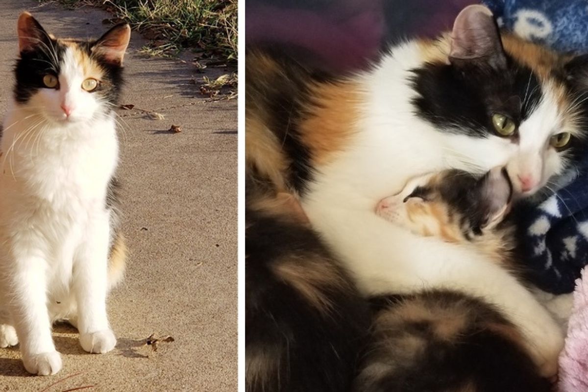 Cat Walked into Woman’s Apartment First with a Kitten, Then More