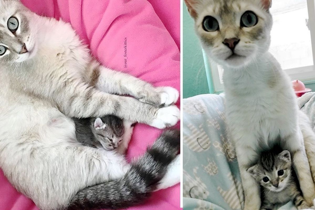 Compassionate Cat Adopts Lone Kitten Found Outside, Becomes a Caring Guardian