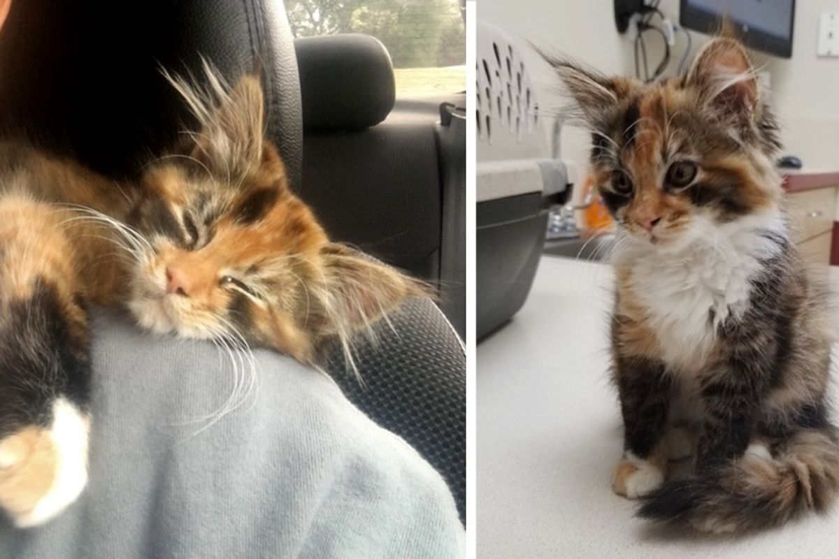 Stray Kitten Wanders into Apartment and Finds Forever Home