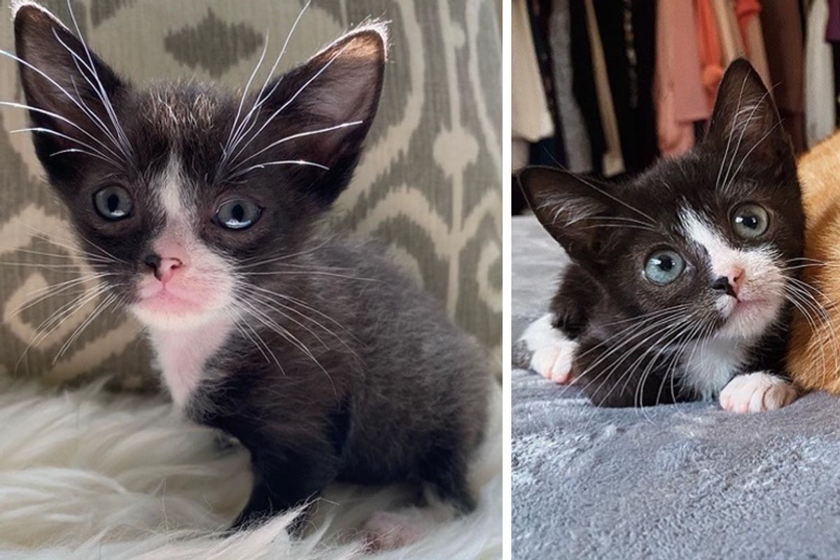 Tiny Kitten with Big Personality Finds Forever Home
