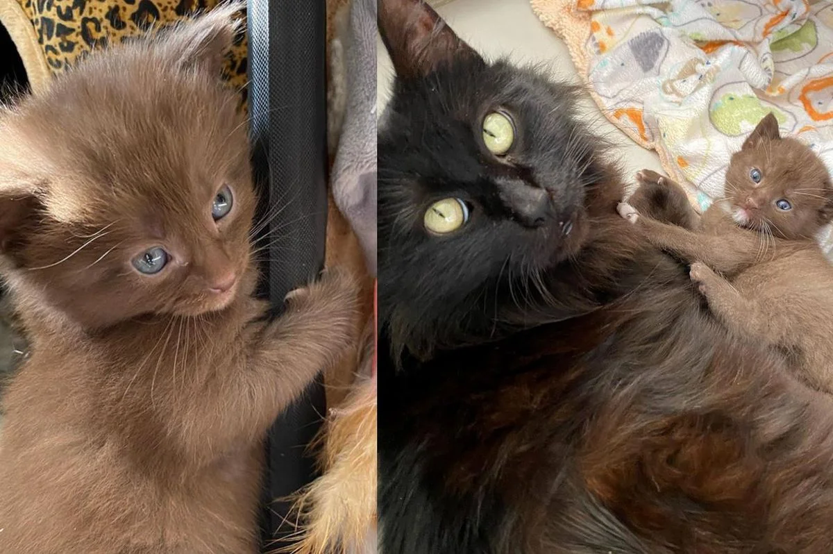 Cat Welcomes Four Kittens with Exceptional Brown Coats, Supported by a Caring Family for Their Well-being