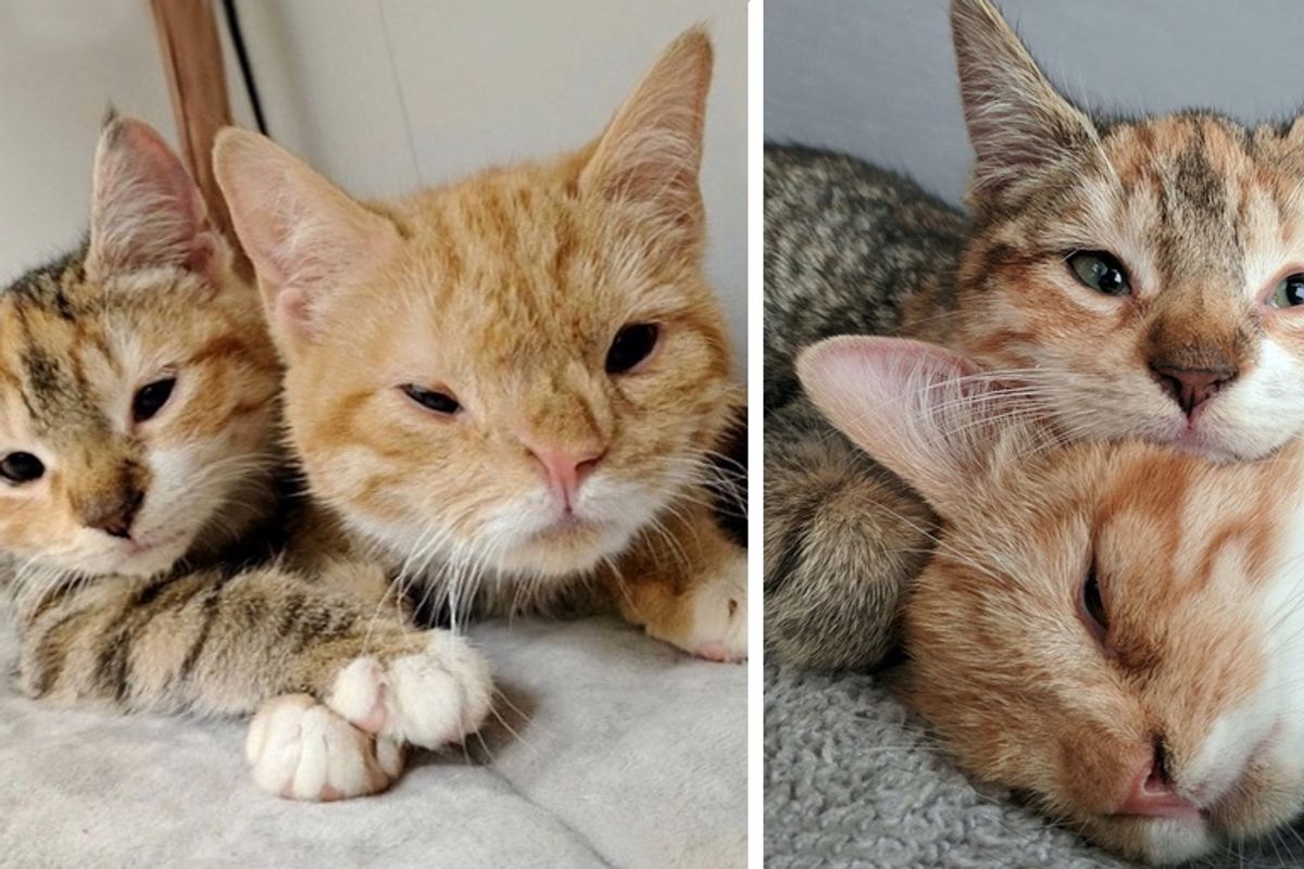 Adorable Kittens with Down Syndrome Find Their Forever Home