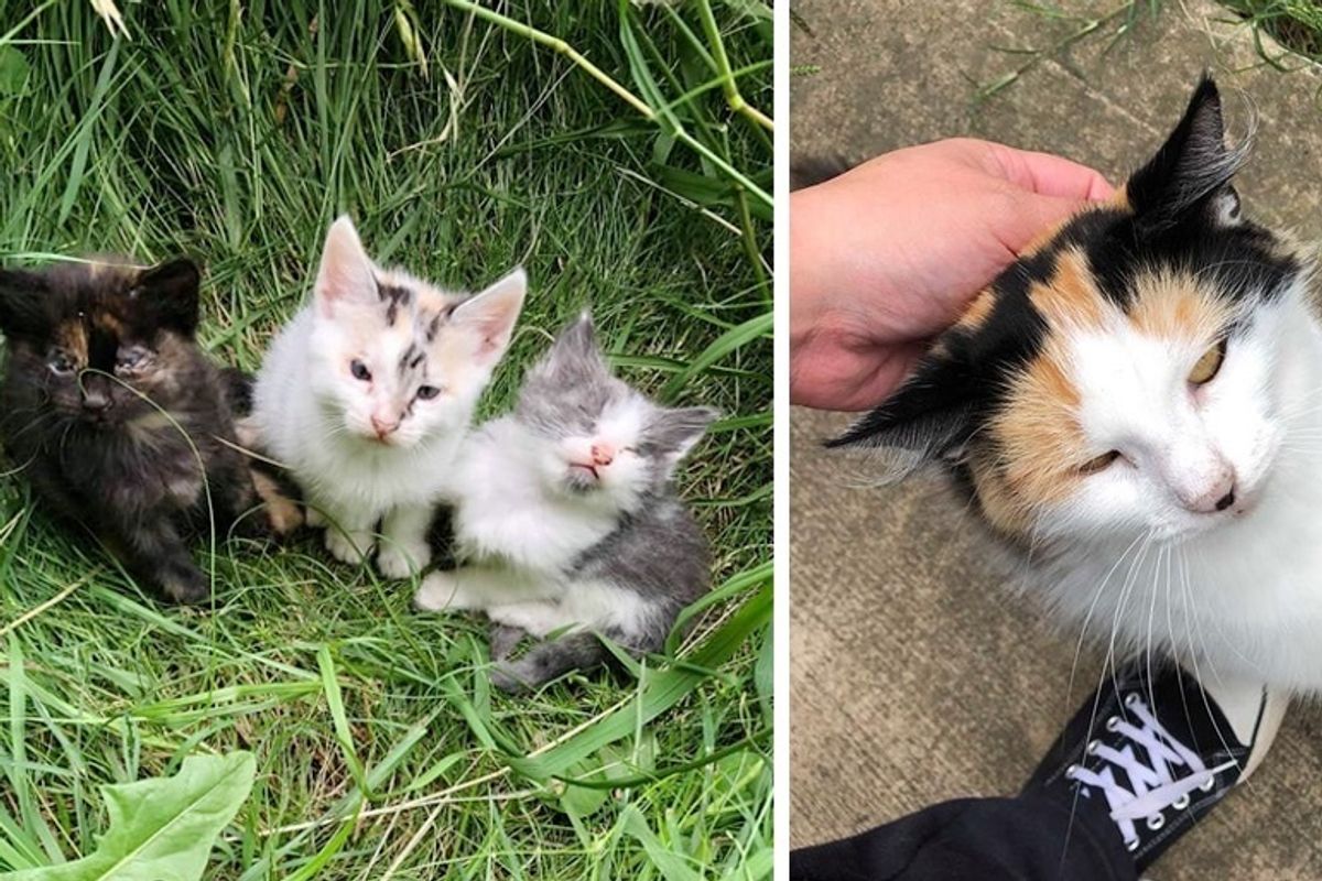 Stray Cat Walks Up and Guides Rescuer to Her Ailing Kittens in Need