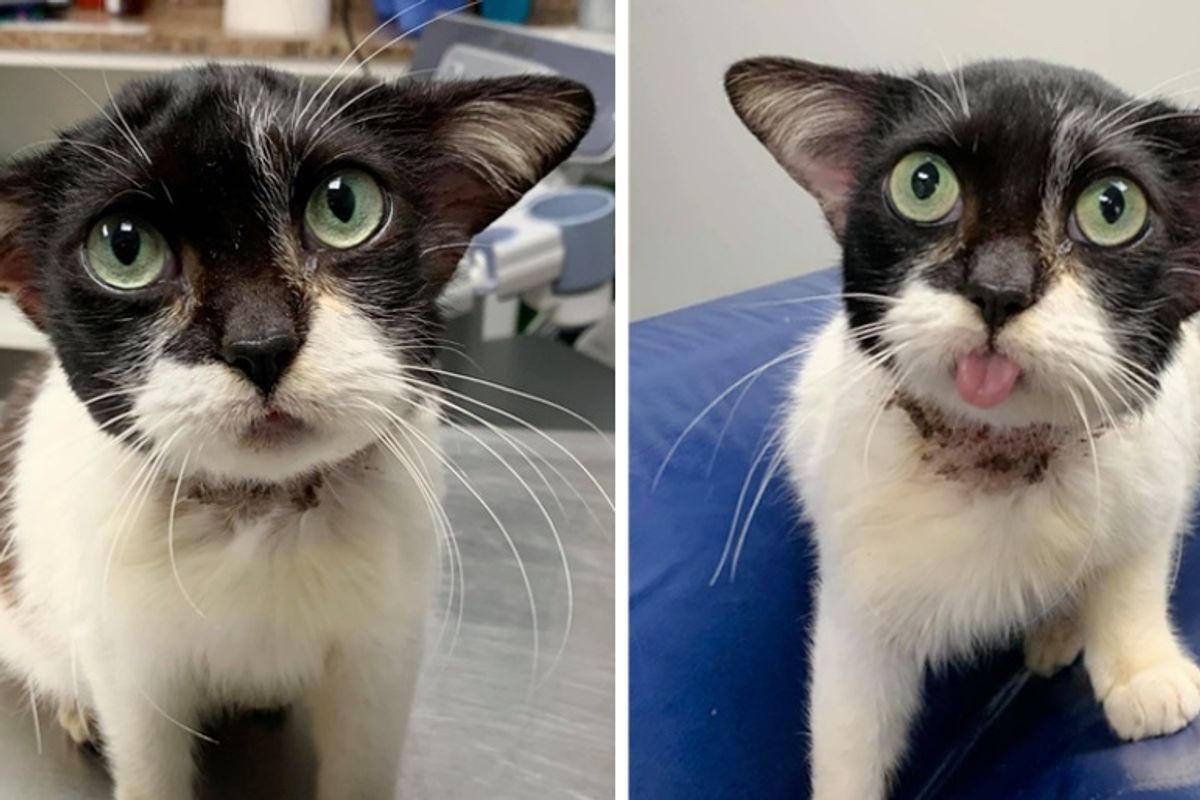 Rescued Stray Cat with Unique Ears Steals Hearts at Local Clinic