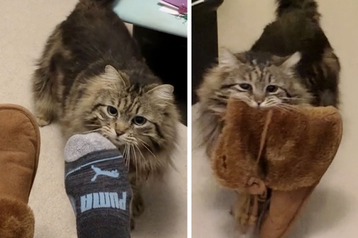 A Heartwarming Morning Routine of An Adopted Cat, Bringing Slippers to Her Human