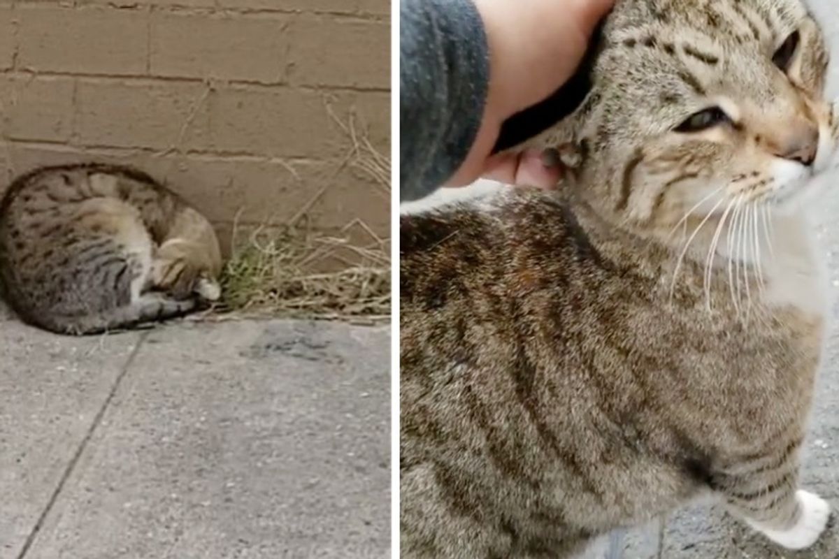 Former Street Cat Finds Happiness as Woman Returns to Save Him