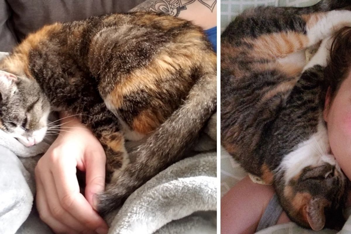 Deaf Senior Cat Steals Heart of Woman Seeking Shelter’s Longest Resident