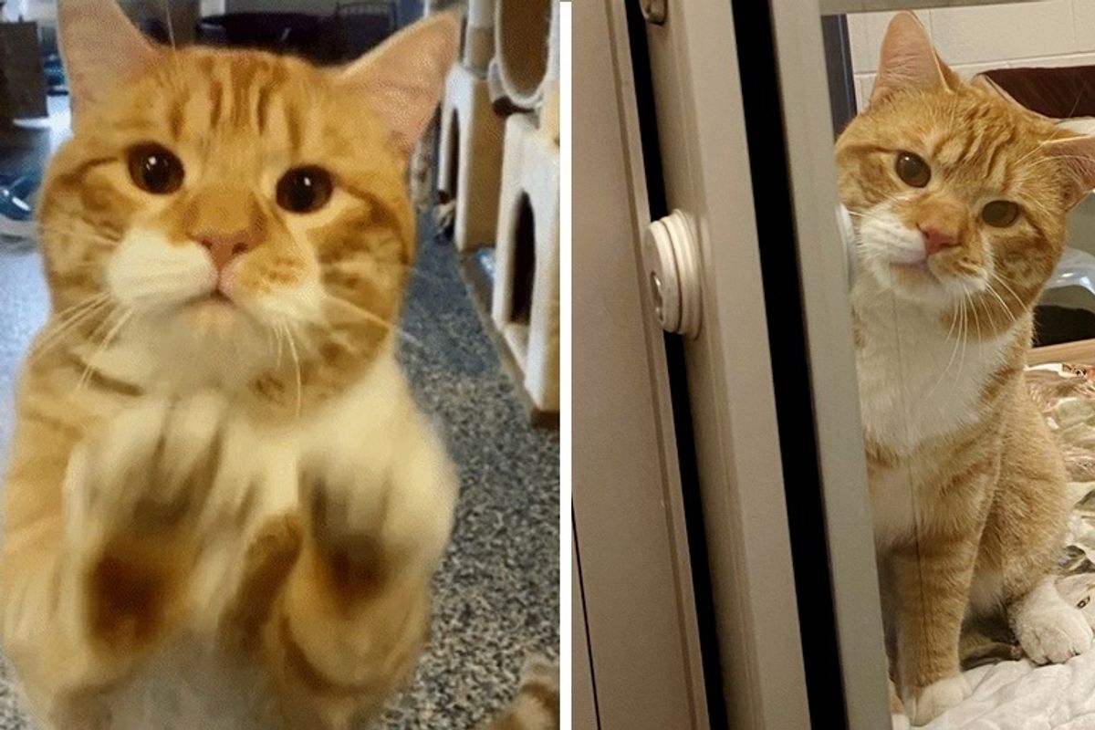 Playful Ginger Cat Seeks Forever Home with Enthusiastic Waves and Endearing Charm
