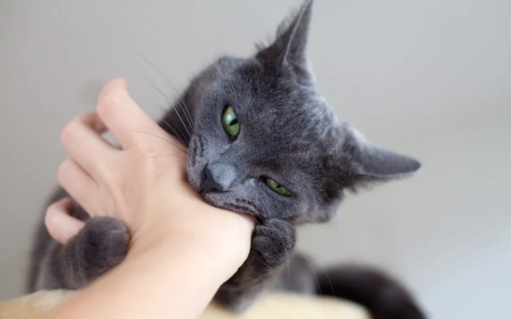 A close-up of a grey cat with green eyes gently biting a person's hand.