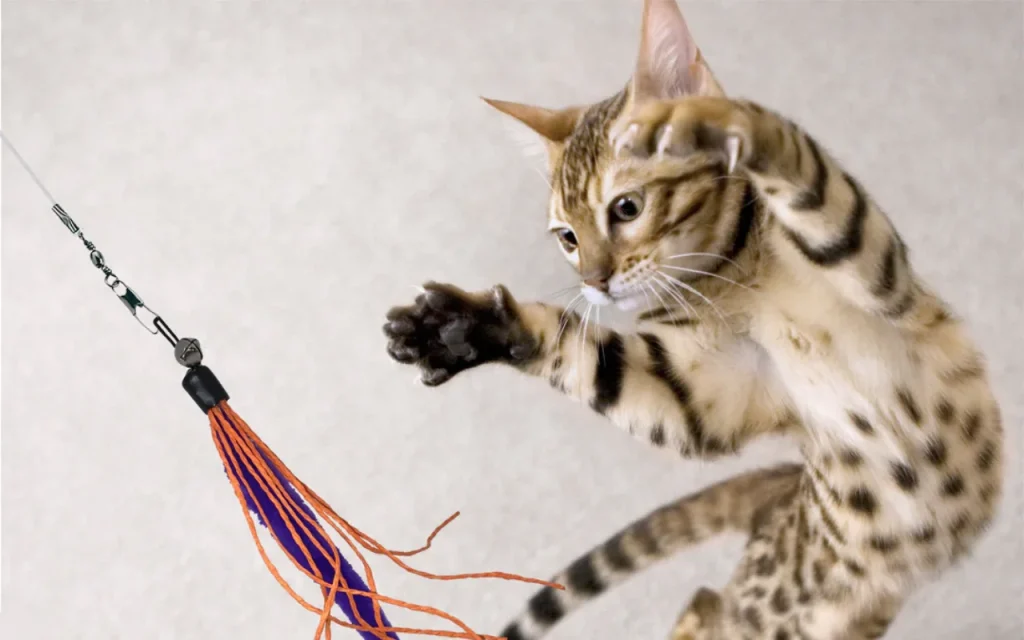 A Bengal cat with striking spotted and striped markings leaps to swat at a wand feather toy.