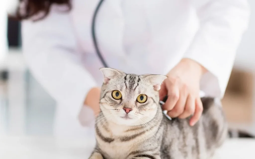 A veterinarian in a white coat examines a calm, silver tabby cat with a stethoscope.