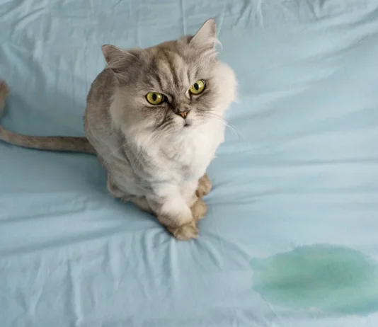 8 Vet-Approved Solutions to Stop Your Cat from Peeing on the Bed 8 Vet-Approved Solutions to Stop Your Cat from Peeing on the Bed