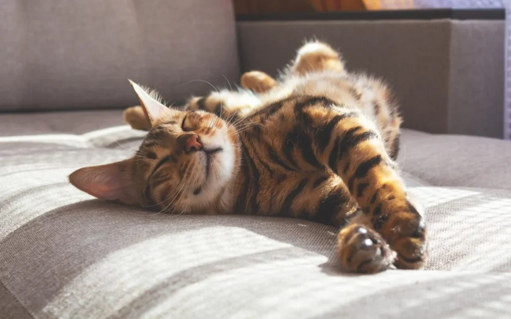 Calm cat relaxing