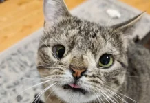 Can Cats Get Down Syndrome? Vet-Reviewed Facts & Misconceptions