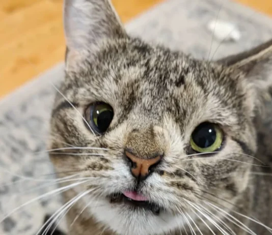 Can Cats Get Down Syndrome? Vet-Reviewed Facts & Misconceptions