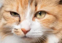 Cat Eye Discharge (Boogers): Vet-Verified Guide to Causes, Cleaning & When to Worry