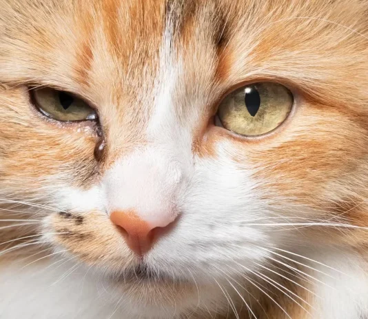 Cat Eye Discharge (Boogers): Vet-Verified Guide to Causes, Cleaning & When to Worry