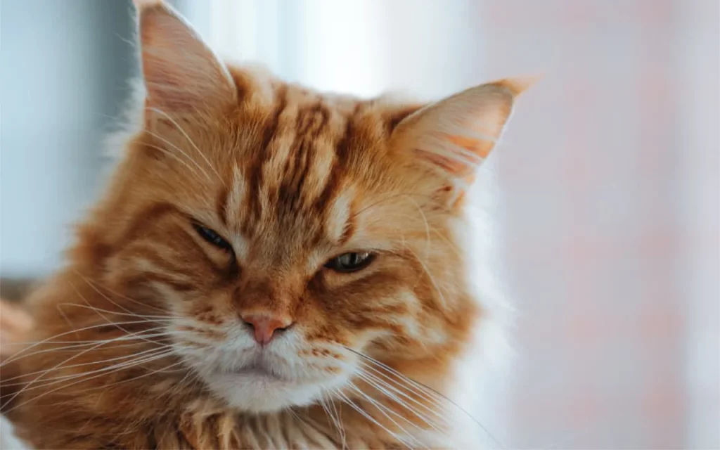 Cat gazing at owner with relaxed eyes and a slow blink