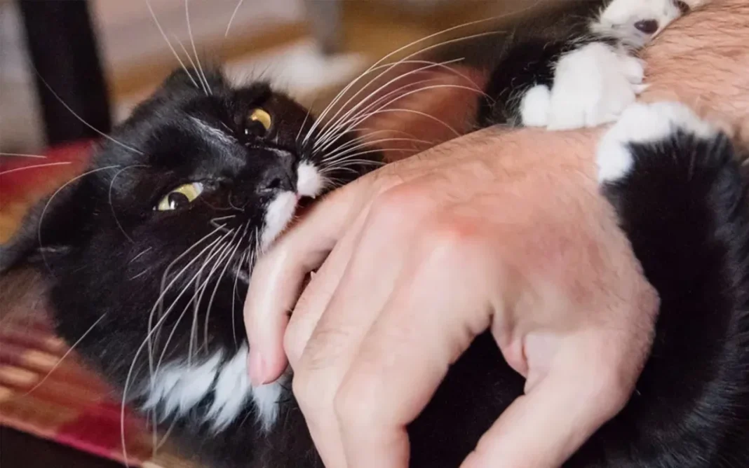Cat giving a gentle bite to a person's hand