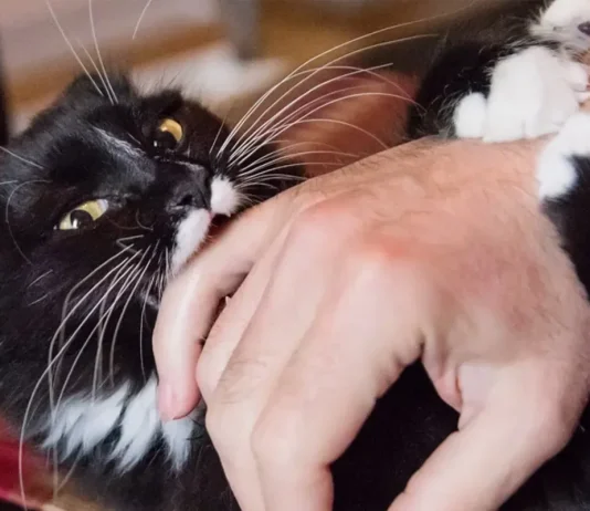 Understanding Cat Love Bites: Vet-Verified Causes & Meanings Cat giving a gentle bite to a person's hand
