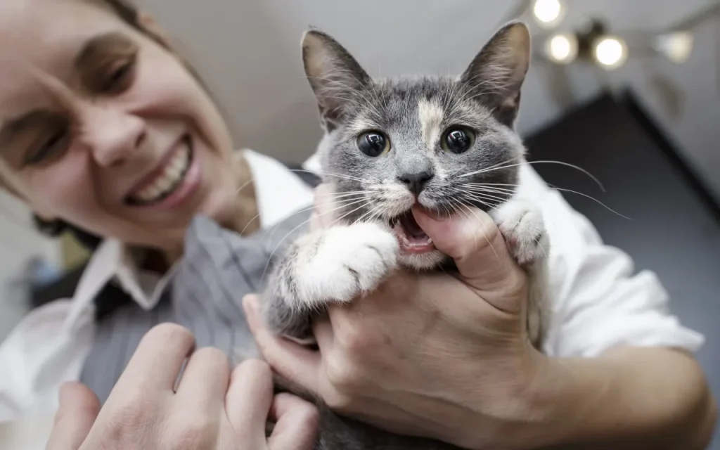 Cat giving a gentle bite to a person's hand