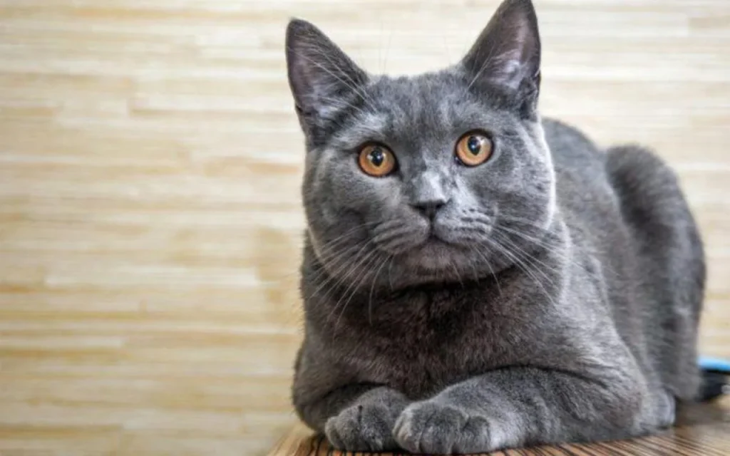 Cat intently watching something from a distance