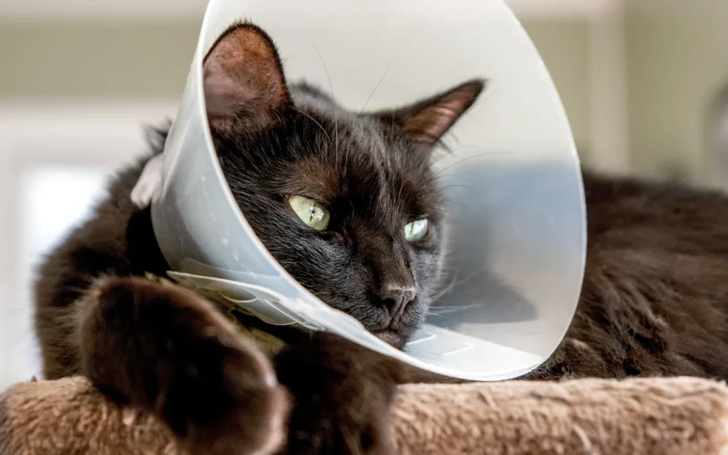 Cat recovering after treatment for rectal polyps