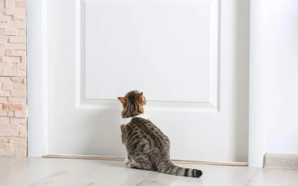 Cat sitting outside a closed door