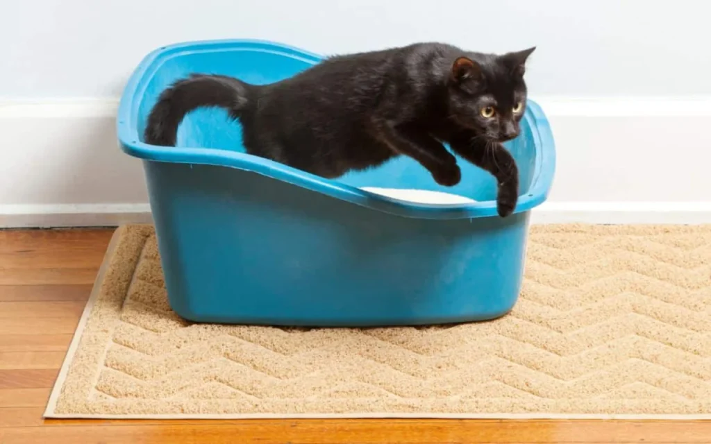Cat sprinting away from litter box with zoomie energy