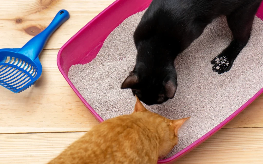 Cats inspecting clumping litter with interest