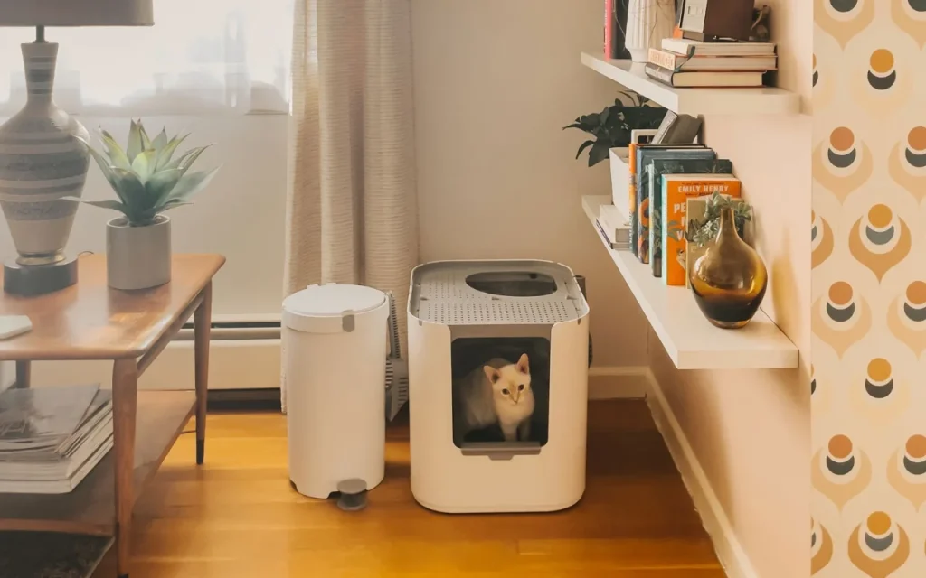 Clean litter box placed in a calm space