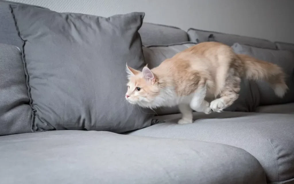 Energetic cat leaping across a couch during zoomies