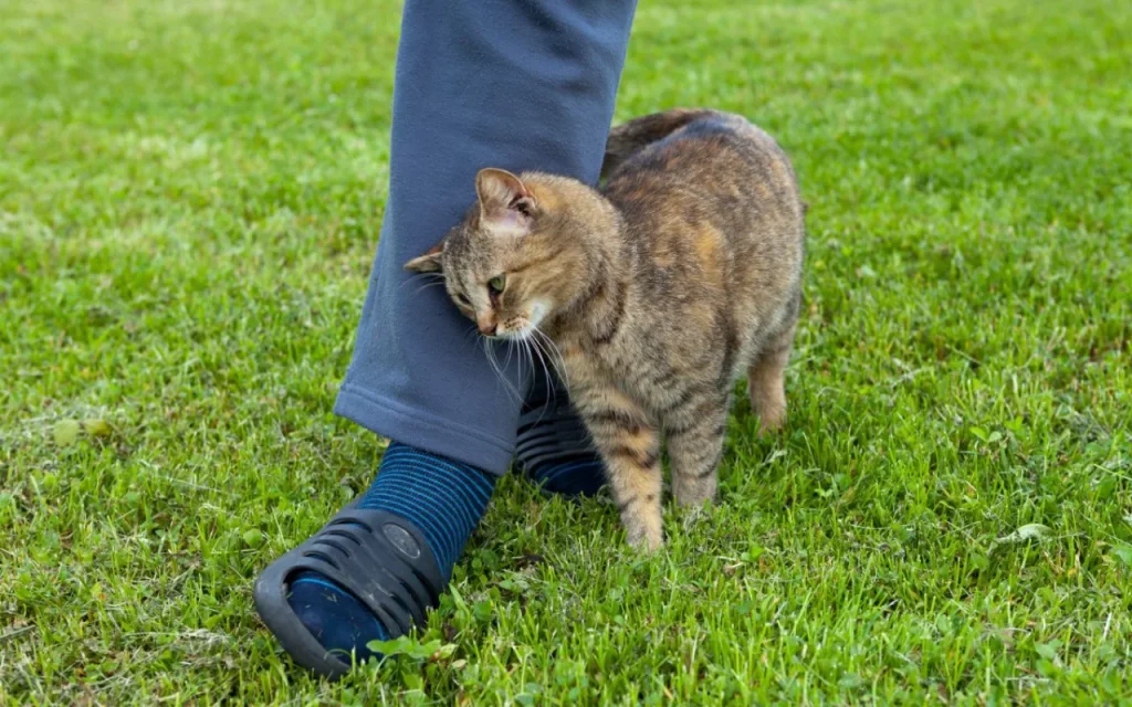 Friendly cat purring and nuzzling human leg