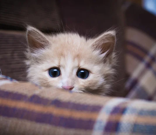 How to Help a Shy or Skittish Cat Become More Friendly: 10 Vet-Backed Tips