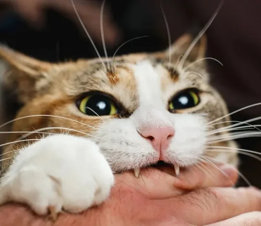 8 Vet-Approved Ways to Stop Your Cat from Biting