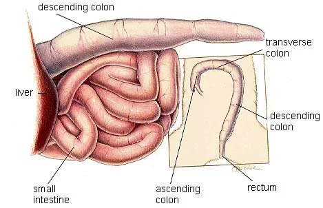 Illustration showing location of a rectal polyp in a cat’s digestive system