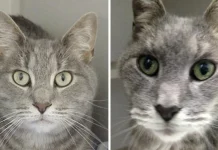 How to Reduce Your Cat’s Risk of Hyperthyroidism: 5 Vet-Recommended Ways
