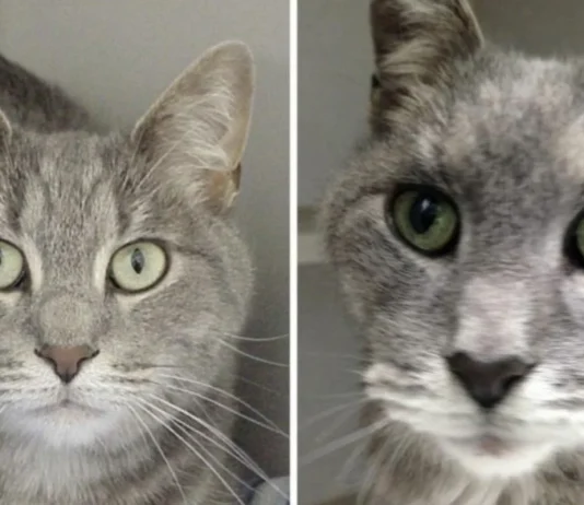 How to Reduce Your Cat’s Risk of Hyperthyroidism: 5 Vet-Recommended Ways