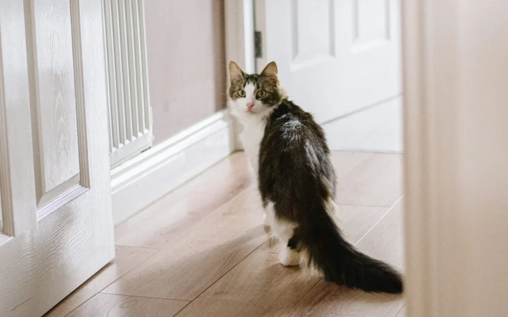 Lonely cat waiting outside closed door