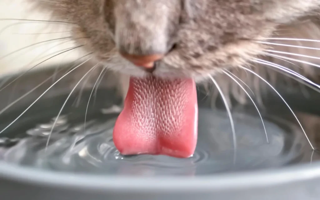 Older cat drinking water from a bowl, showing signs of CKD