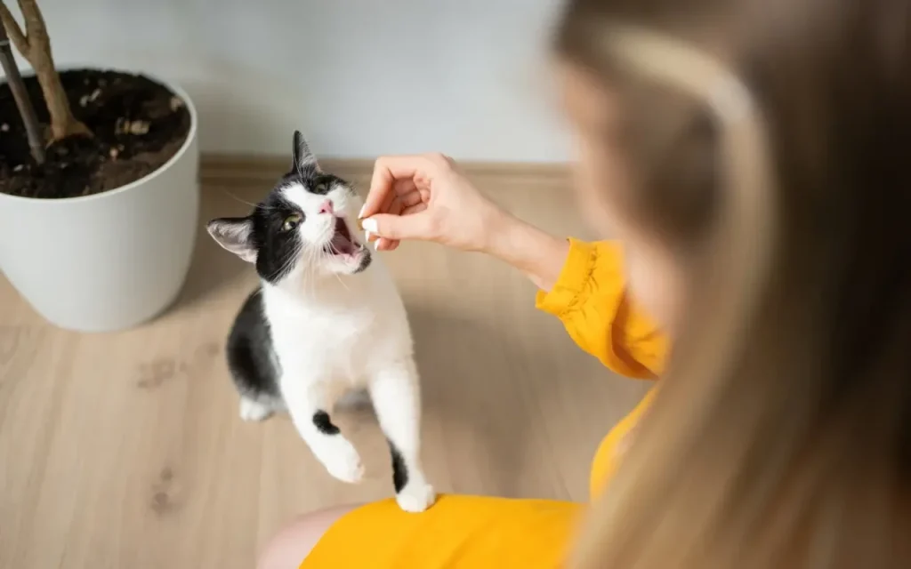Person giving a cat a treat for using the litter box