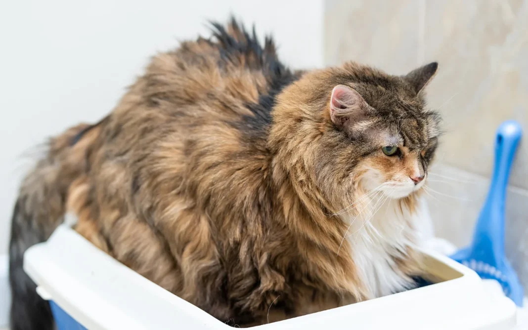 Rectal Polyps in Cats- Our Vet Explains the Causes, Signs & Treatments