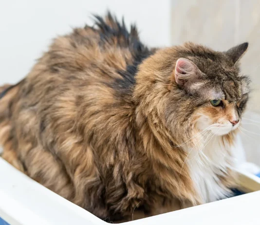 Rectal Polyps in Cats: Signs, Causes & Vet-Recommended Treatments Rectal Polyps in Cats- Our Vet Explains the Causes, Signs & Treatments